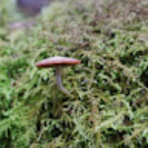 Meet your Posher, Amelia